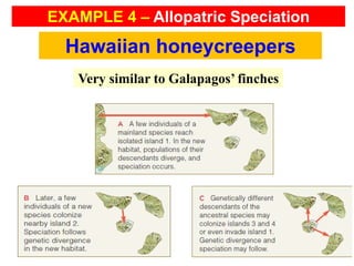 Hawaiian honeycreepers
Very similar to Galapagos’ finches
EXAMPLE 4 – Allopatric Speciation
 