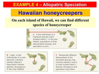 On each island of Hawaii, we can find different
species of honeycreeper
Hawaiian honeycreepers
EXAMPLE 4 – Allopatric Speciation
 