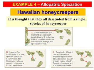 It is thought that they all descended from a single
species of honeycreeper
Hawaiian honeycreepers
EXAMPLE 4 – Allopatric Speciation
 