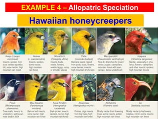 Hawaiian honeycreepers
EXAMPLE 4 – Allopatric Speciation
 