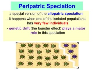 a special version of the allopatric speciation
- It happens when one of the isolated populations
has very few individuals
- genetic drift (the founder effect) plays a major
role in this speciation
Peripatric Speciation
 