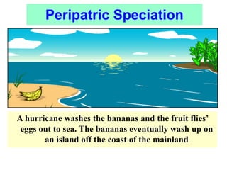 A hurricane washes the bananas and the fruit flies’
eggs out to sea. The bananas eventually wash up on
an island off the coast of the mainland
Peripatric Speciation
 