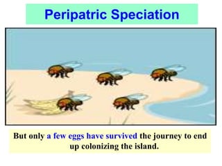But only a few eggs have survived the journey to end
up colonizing the island.
Peripatric Speciation
 