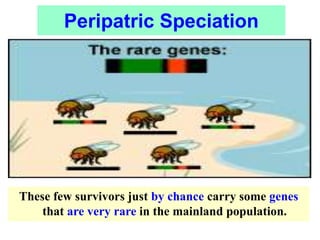 These few survivors just by chance carry some genes
that are very rare in the mainland population.
Peripatric Speciation
 