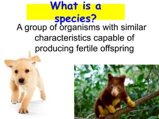 What is a
species?
A group of organisms with similar
characteristics capable of
producing fertile offspring
 
