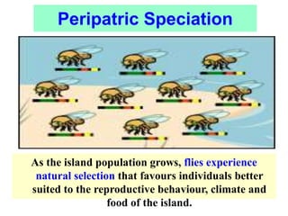 As the island population grows, flies experience
natural selection that favours individuals better
suited to the reproductive behaviour, climate and
food of the island.
Peripatric Speciation
 