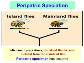 After some generations, the island flies become
isolated from the mainland flies.
Peripatric speciation has occurred
Peripatric Speciation
 