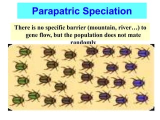 There is no specific barrier (mountain, river…) to
gene flow, but the population does not mate
randomly
Parapatric Speciation
 