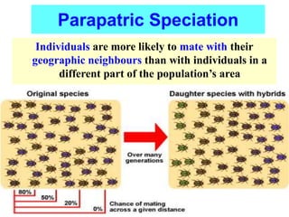 Individuals are more likely to mate with their
geographic neighbours than with individuals in a
different part of the population’s area
Parapatric Speciation
 
