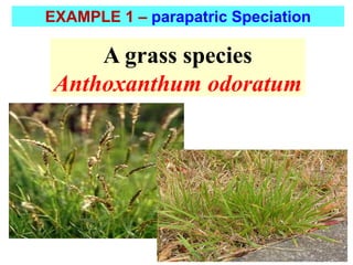 A grass species
Anthoxanthum odoratum
EXAMPLE 1 – parapatric Speciation
 