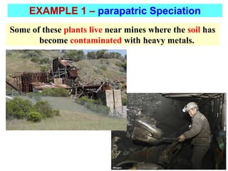 Some of these plants live near mines where the soil has
become contaminated with heavy metals.
EXAMPLE 1 – parapatric Speciation
 