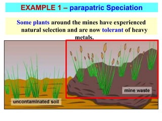 Some plants around the mines have experienced
natural selection and are now tolerant of heavy
metals.
EXAMPLE 1 – parapatric Speciation
 