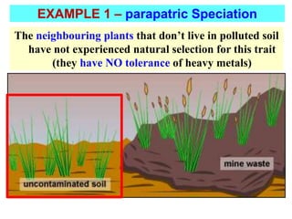 The neighbouring plants that don’t live in polluted soil
have not experienced natural selection for this trait
(they have NO tolerance of heavy metals)
EXAMPLE 1 – parapatric Speciation
 
