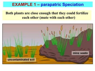 Both plants are close enough that they could fertilize
each other (mate with each other)
EXAMPLE 1 – parapatric Speciation
 