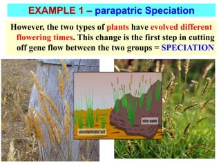However, the two types of plants have evolved different
flowering times. This change is the first step in cutting
off gene flow between the two groups = SPECIATION
EXAMPLE 1 – parapatric Speciation
 