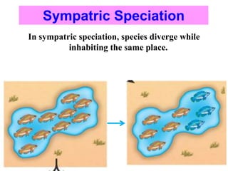 In sympatric speciation, species diverge while
inhabiting the same place.
Sympatric Speciation
 