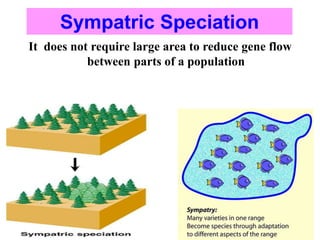 It does not require large area to reduce gene flow
between parts of a population
Sympatric Speciation
 