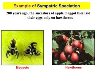 200 years ago, the ancestors of apple maggot flies laid
their eggs only on hawthorns
Maggots Hawthorns
Example of Sympatric Speciation
 