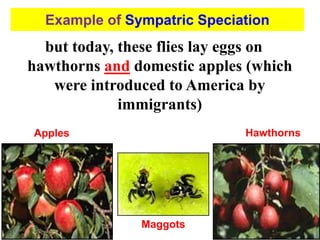but today, these flies lay eggs on
hawthorns and domestic apples (which
were introduced to America by
immigrants)
Example of Sympatric Speciation
Maggots
Hawthorns
Apples
 