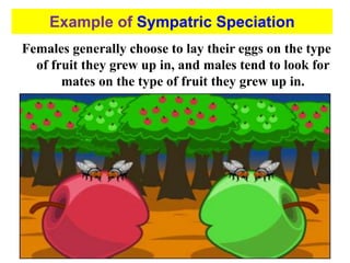 Females generally choose to lay their eggs on the type
of fruit they grew up in, and males tend to look for
mates on the type of fruit they grew up in.
Example of Sympatric Speciation
 