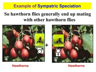 So hawthorn flies generally end up mating
with other hawthorn flies
+
Hawthorns
Hawthorns
Example of Sympatric Speciation
 