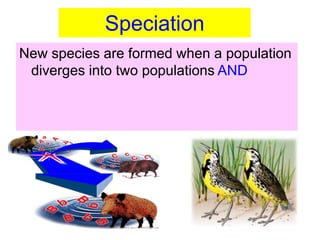 New species are formed when a population
diverges into two populations AND
Speciation
 