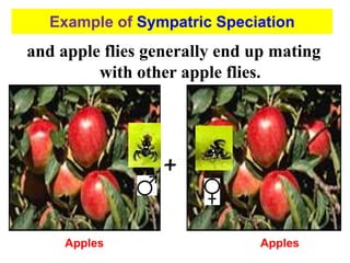 and apple flies generally end up mating
with other apple flies.
+
Example of Sympatric Speciation
Apples
Apples
 