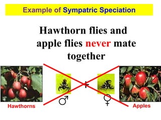Hawthorn flies and
apple flies never mate
together
+
Hawthorns Apples
Example of Sympatric Speciation
 