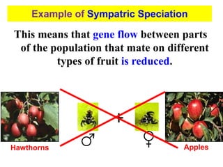 This means that gene flow between parts
of the population that mate on different
types of fruit is reduced.
+
Hawthorns Apples
Example of Sympatric Speciation
 