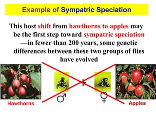 This host shift from hawthorns to apples may
be the first step toward sympatric speciation
—in fewer than 200 years, some genetic
differences between these two groups of flies
have evolved
+
Hawthorns Apples
Example of Sympatric Speciation
 