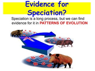 Speciation is a long process, but we can find
evidence for it in PATTERNS OF EVOLUTION
Evidence for
Speciation?
 