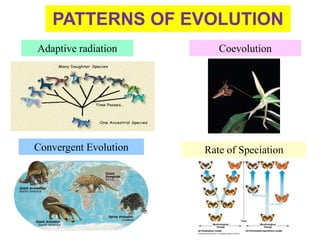 Adaptive radiation
PATTERNS OF EVOLUTION
Coevolution
Convergent Evolution Rate of Speciation
 