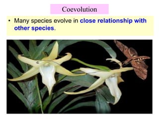 Coevolution
• Many species evolve in close relationship with
other species.
 