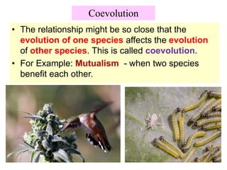 Coevolution
• The relationship might be so close that the
evolution of one species affects the evolution
of other species. This is called coevolution.
• For Example: Mutualism - when two species
benefit each other.
 