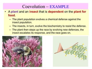 Coevolution – EXAMPLE
• A plant and an insect that is dependent on the plant for
food.
– The plant population evolves a chemical defense against the
insect population.
– The insects, in turn, evolve the biochemistry to resist the defense.
– The plant then steps up the race by evolving new defences, the
insect escalates its response, and the race goes on.
 