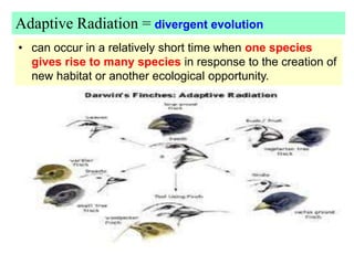 Adaptive Radiation = divergent evolution
• can occur in a relatively short time when one species
gives rise to many species in response to the creation of
new habitat or another ecological opportunity.
 