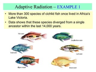 Adaptive Radiation – EXAMPLE 1
• More than 300 species of cichlid fish once lived in Africa’s
Lake Victoria.
• Data shows that these species diverged from a single
ancestor within the last 14,000 years.
 