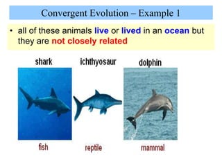 • all of these animals live or lived in an ocean but
they are not closely related
Convergent Evolution – Example 1
 