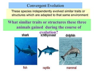 These species independently evolved similar traits or
structures which are adapted to that same environment
What similar traits or structures these three
animals gained during the course of
evolution?
Convergent Evolution
 