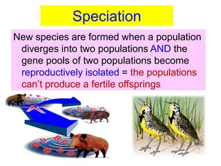 New species are formed when a population
diverges into two populations AND the
gene pools of two populations become
reproductively isolated = the populations
can’t produce a fertile offsprings
Speciation
 