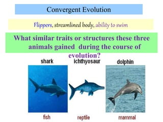 Flippers, streamlined body, ability to swim
What similar traits or structures these three
animals gained during the course of
evolution?
Convergent Evolution
 