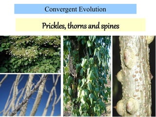 Convergent Evolution
Prickles, thorns and spines
 