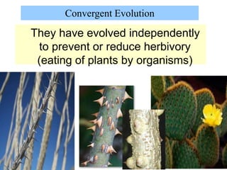 They have evolved independently
to prevent or reduce herbivory
(eating of plants by organisms)
Convergent Evolution
 