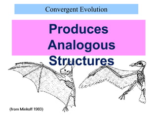 Produces
Analogous
Structures
Convergent Evolution
 