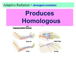 Produces
Homologous
Structures
Adaptive Radiation = divergent evolution
 