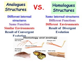 Analogues
Structures
Homologues
Structures
VS.
Different internal
structures
Same Function
Similar Environments
Result of Convergent
Evolution
Same internal structures
Different Functions
Different Environments
Result of Divergent
Evolution
 