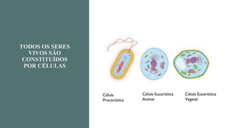 TODOS OS SERES
VIVOS SÃO
CONSTITUÍDOS
POR CÉLULAS
Célula
Procariótica
Célula Eucariótica
Animal
Célula Eucariótica
Vegetal
 