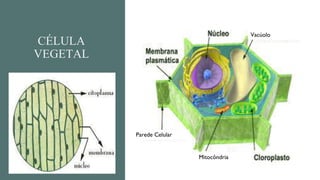 CÉLULA
VEGETAL
Vacúolo
Mitocôndria
Parede Celular
 