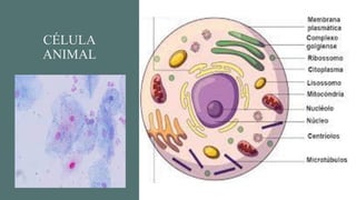 CÉLULA
ANIMAL
 