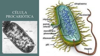 CÉLULA
PROCARIÓTICA
 